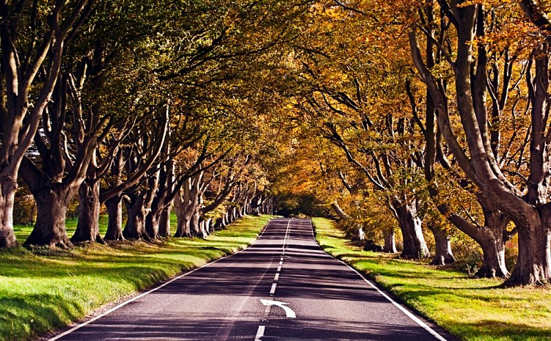 Autumn colours in the Avenue of trees near Wimborne