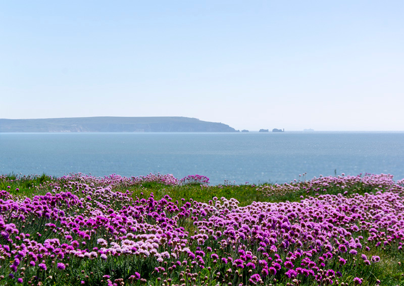 Pinks overlooking the Needles - DSC_4056 57 - Local Scenes