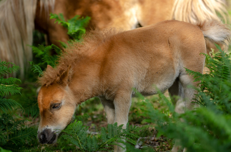 Shetland Pony foal - 2 - Lockdown 2020 Favourites