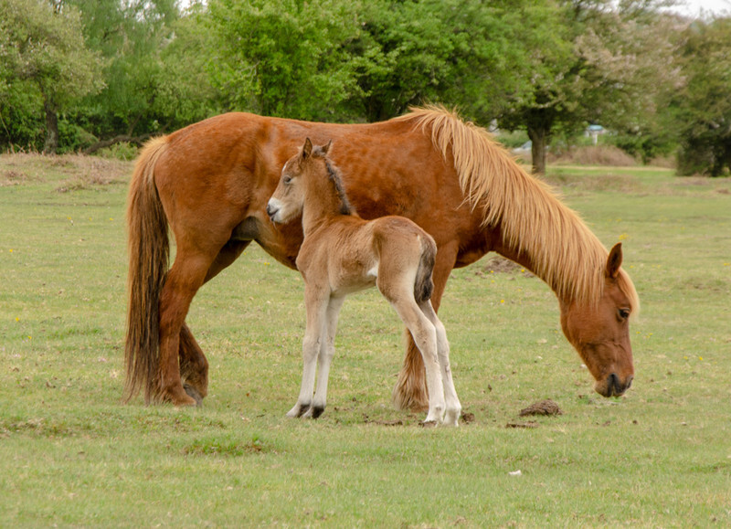 New Forest Foals  - 3 - Lockdown 2020 Favourites
