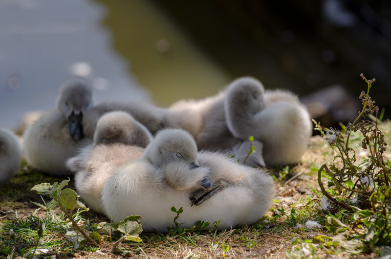 Cygnets - 2 - Lockdown 2020 Favourites
