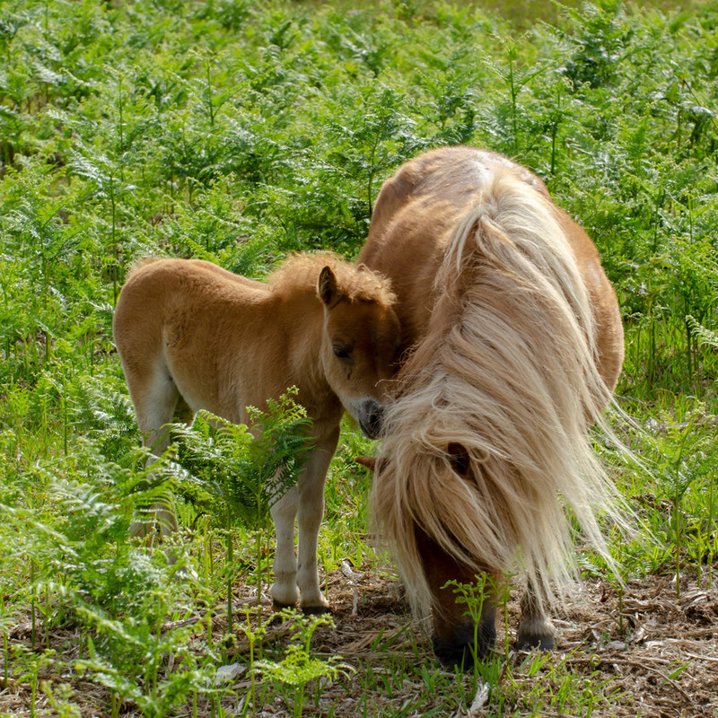 Shetland Pony foal - 1 - Lockdown 2020 Favourites
