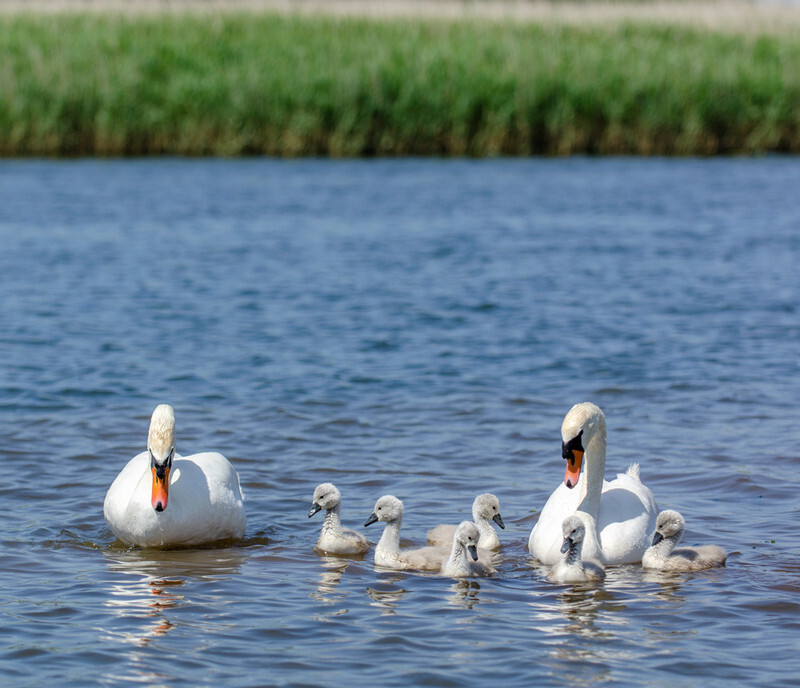 Swan with cygnets in Christchurch - Lockdown 2020 Favourites