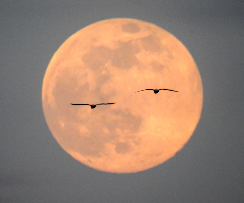 Pink Spermoon 7/4/2020 - 4 - Lockdown 2020 Favourites