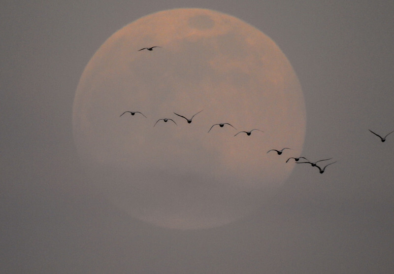 Pink Spermoon 7/4/2020 - 1 - Lockdown 2020 Favourites