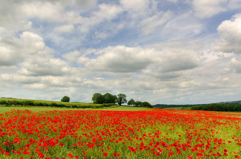 Dorset Poppies - 1 - Lockdown 2020 Favourites