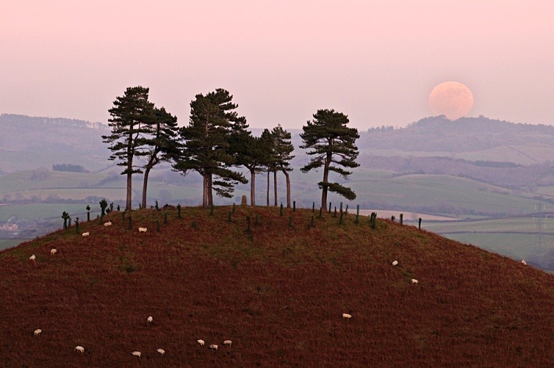Moonrise over Colmers Hill - Landscapes
