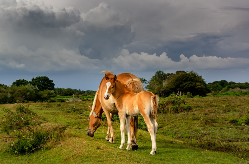 New Forest ponies - 1 - Lockdown 2020 Favourites