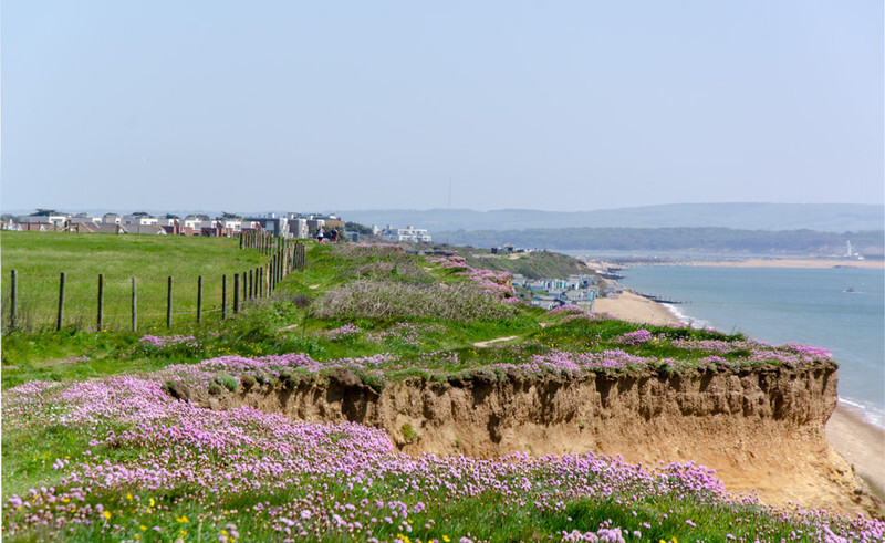 Clifftop Thrift / Sea Pinks - 4 - Lockdown 2020 Favourites