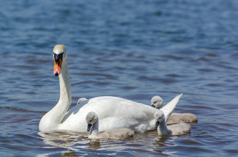 Swan with cygnets in Christchurch - Lockdown 2020 Favourites
