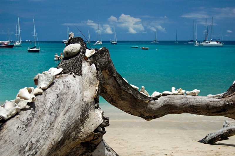 Conch shells laid on driftwood Lower Bay, Bequia