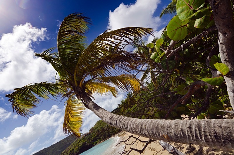 A long palm tree at Spring Bay, Bequia