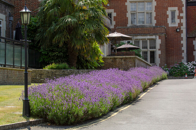 Graham Wiffen - Elmers Court - DSC_0029 - Lymington Flower Festival 2019