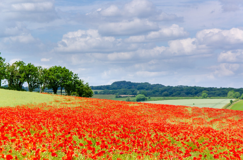 Dorset Poppies - 3 - Lockdown 2020 Favourites