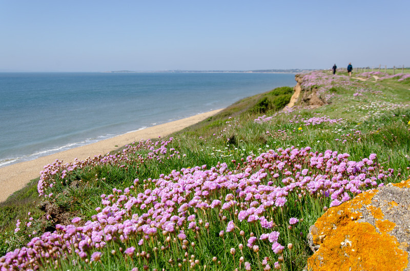 Clifftop Thrift / Sea Pinks - 7 - Lockdown 2020 Favourites