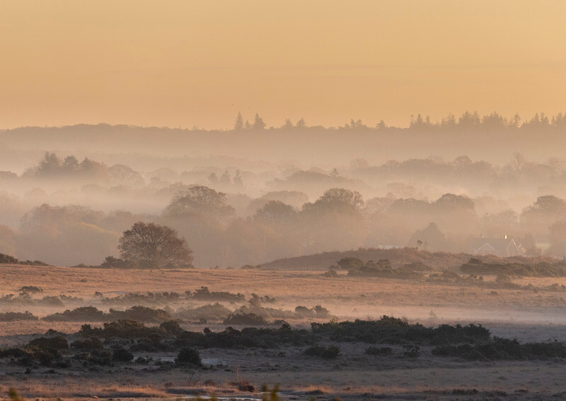 Misty sunrise over the forest - D75_7677 78 - Local Scenes