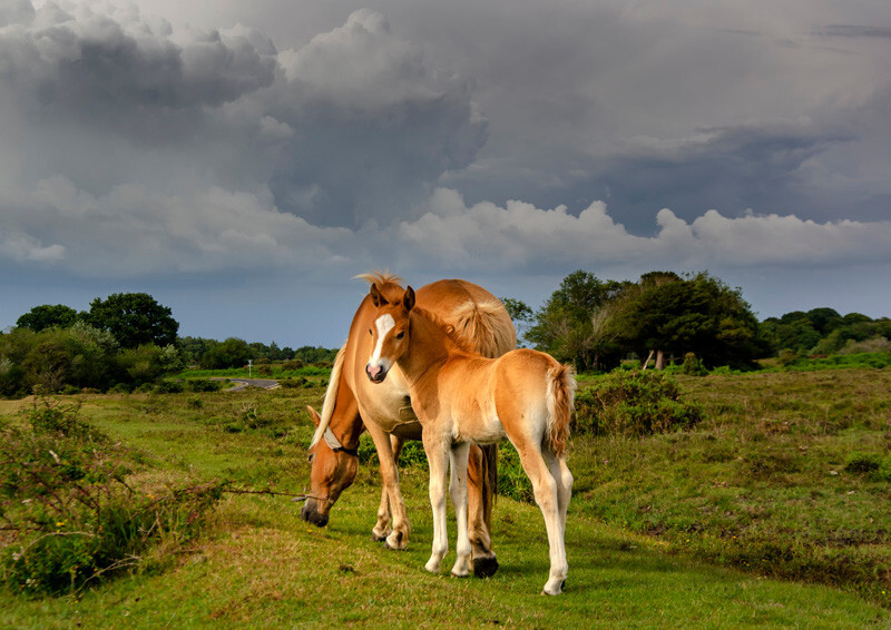 New Forest pony and foal - DSC_5822 A2 - Local Scenes