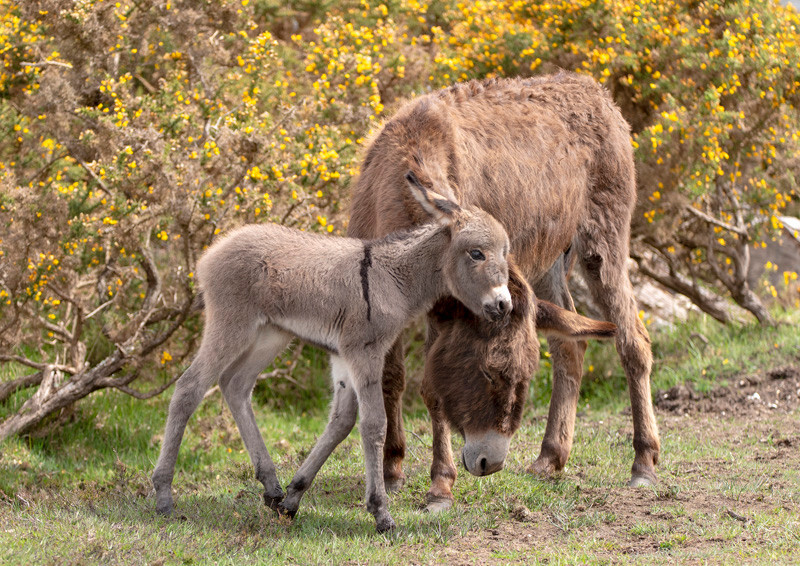New Forest donkey and foal - D75_9487 A4 - Local Scenes