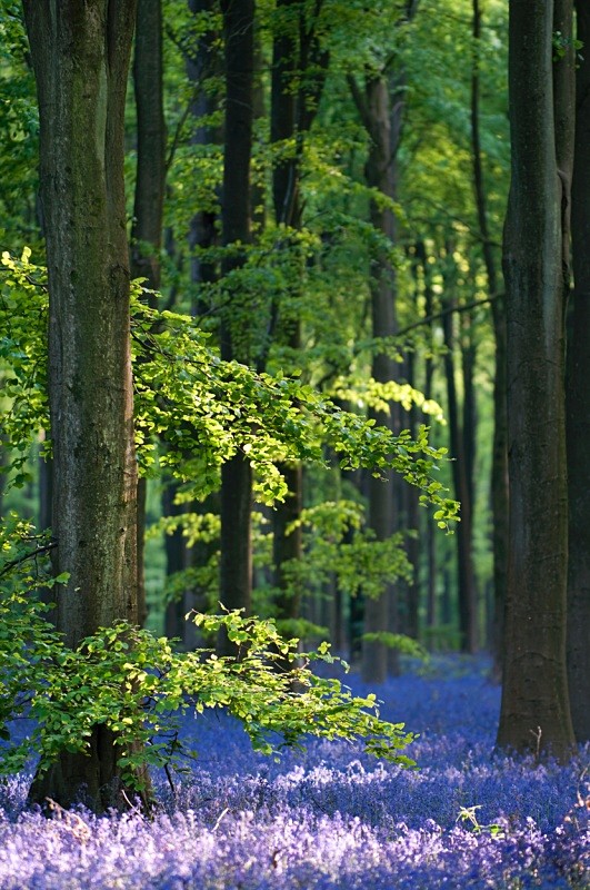 West Woods - Landscapes