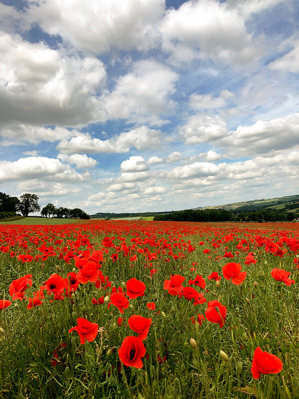 Dorset Poppies - 2 - Lockdown 2020 Favourites