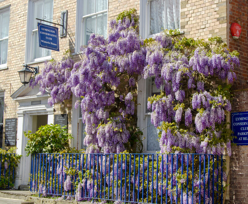 Graham Wiffen - Lymington Conservative Club - Lymington Flower Festival 2019