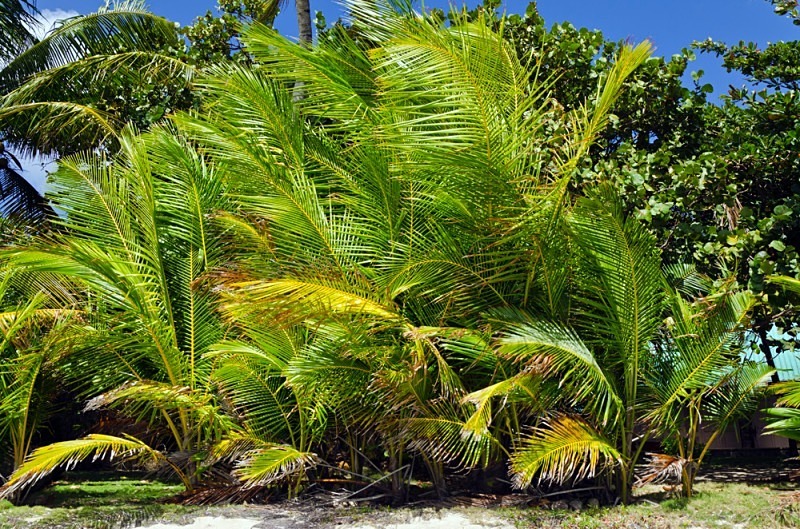 Palms on the beach