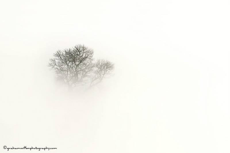 Trees in mist B/W - Black and White