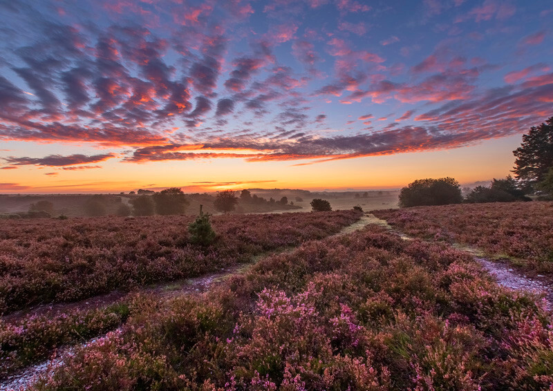 Longslade Heath - D75_3029 - Local Scenes