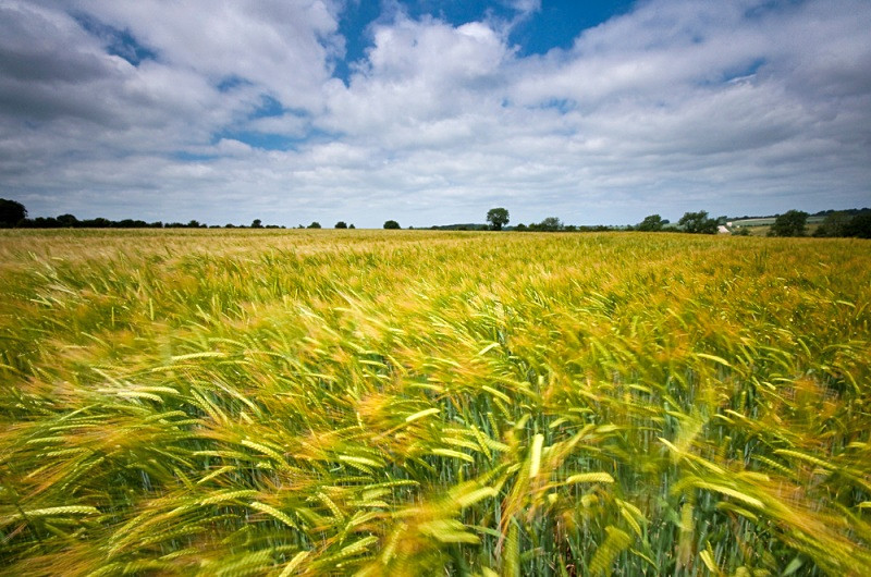 Shaftsbury Corn Field