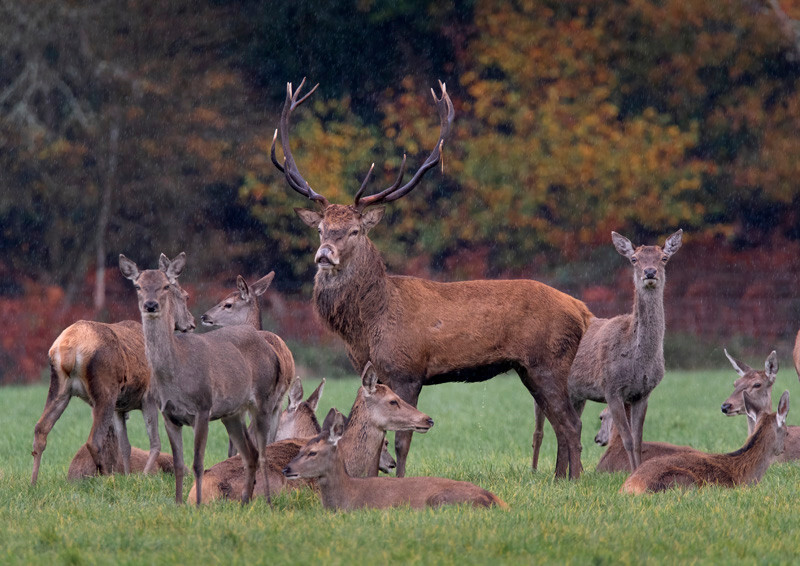 Red deer stag and hinds - D75_5564a - Local Scenes