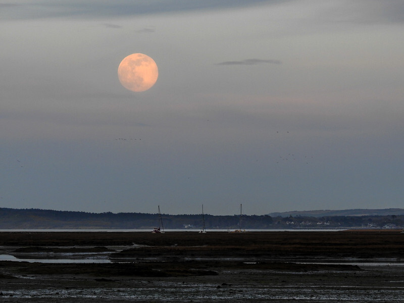 Pink Spermoon 7/4/2020 - 2 - Lockdown 2020 Favourites