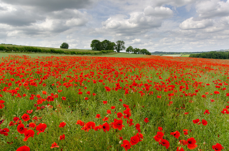 Dorset Poppies - 4 - Lockdown 2020 Favourites
