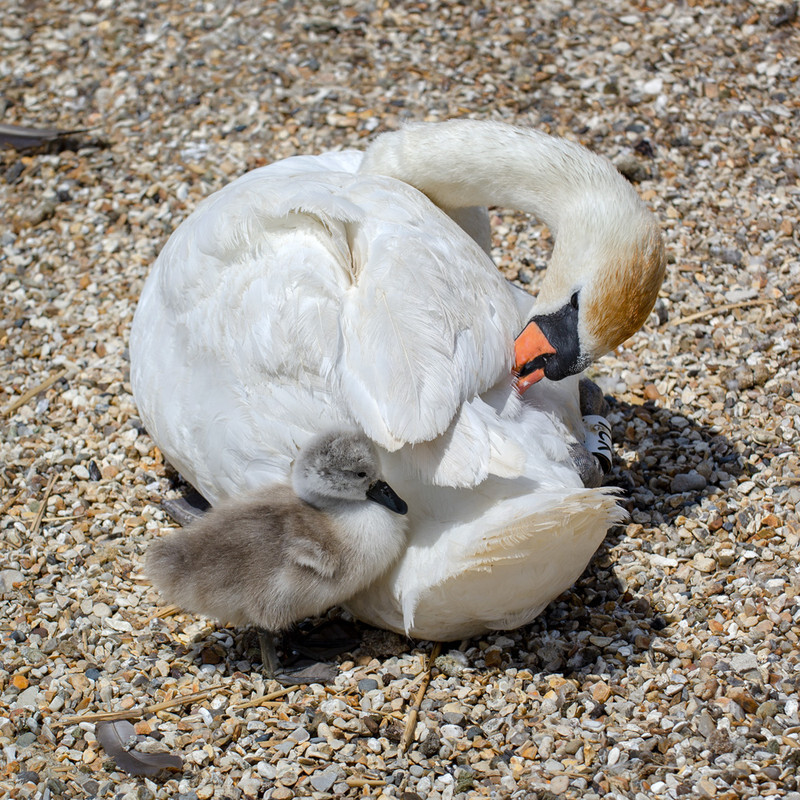 Mother and cygnet - Lockdown 2020 Favourites
