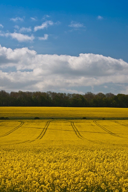 Dorchester rape field