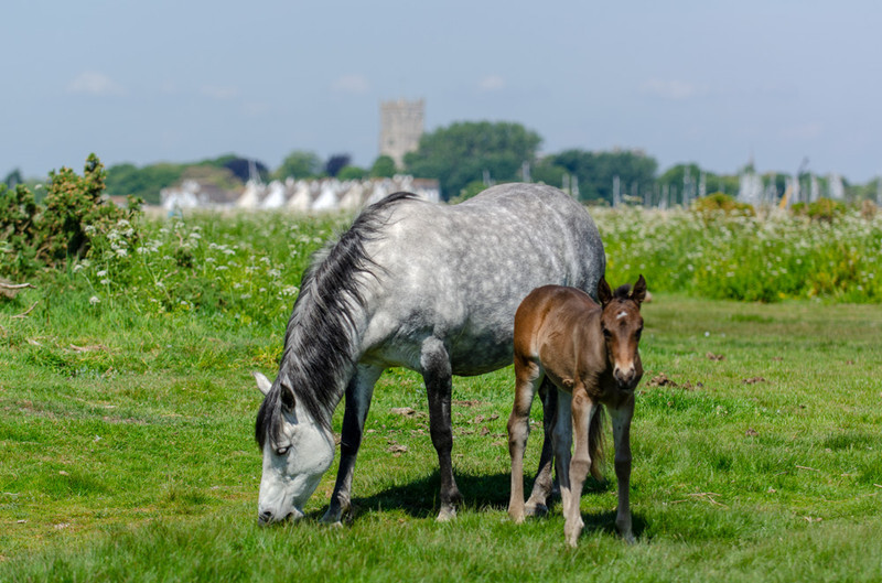 Ponies and foals at Stanpit Marsh - 4 - Lockdown 2020 Favourites