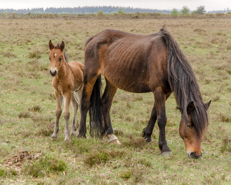 New Forest Foals  - 2 - Lockdown 2020 Favourites