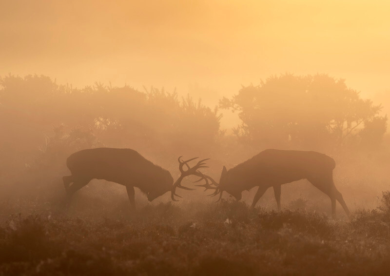 Stags rutting - D75_4937a A4 - Local Scenes