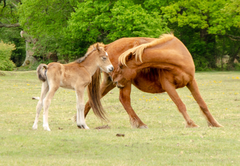 New Forest Foals  - 1 - Lockdown 2020 Favourites