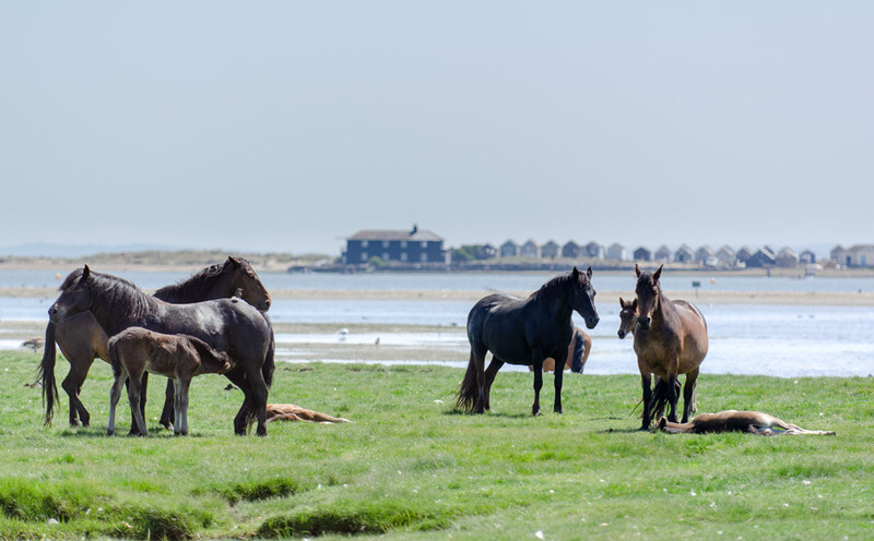 Ponies and foals at Stanpit Marsh - 2 - Lockdown 2020 Favourites