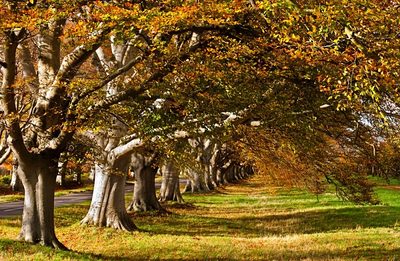 The autumn Arches of the Avenue