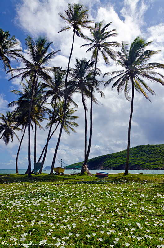 Flowers amongst the boats, Spring Bay, Bequia