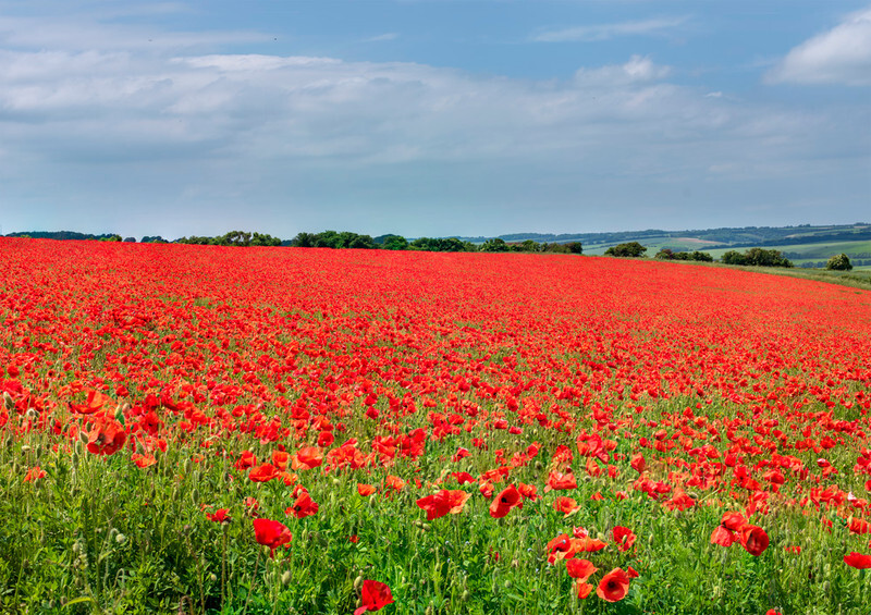 July - Field of red Poppies - 2022 Calendar