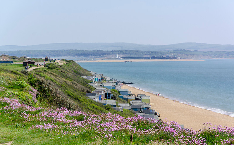 Clifftop Thrift / Sea Pinks - 5 - Lockdown 2020 Favourites