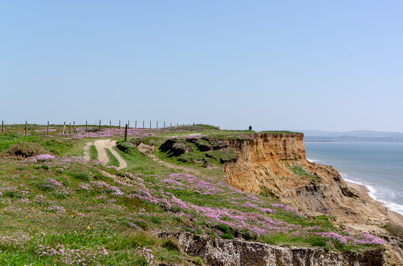 Clifftop Thrift / Sea Pinks - 3 - Lockdown 2020 Favourites