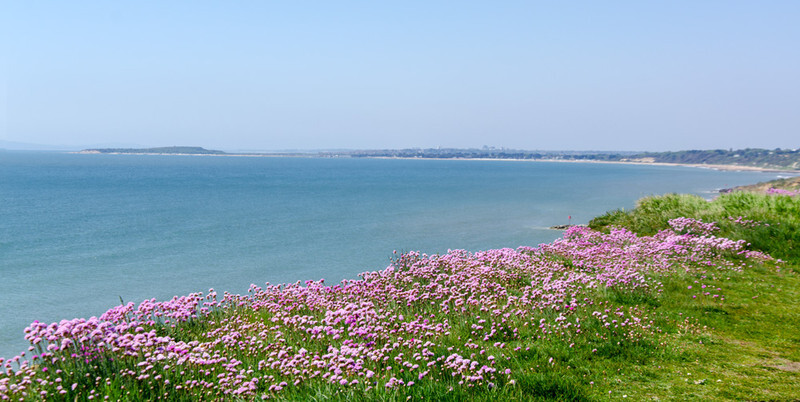 Clifftop Thrift / Sea Pinks - 1 - Lockdown 2020 Favourites