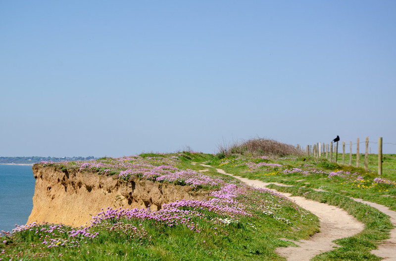 Clifftop Thrift / Sea Pinks - 8 - Lockdown 2020 Favourites