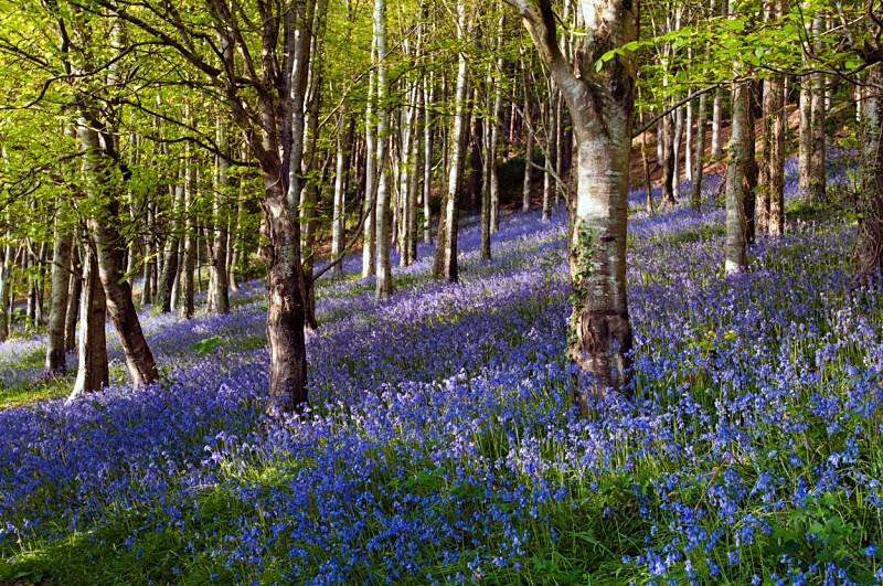 Langdon Woods - Landscapes
