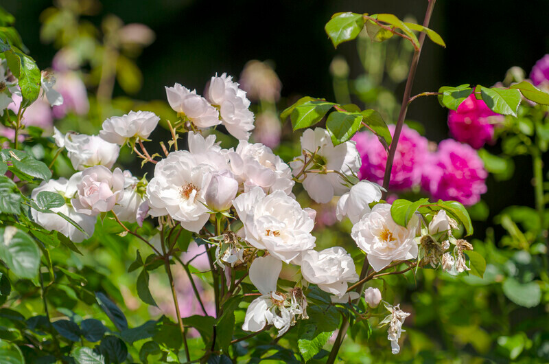 Graham Wiffen - Woodside Park - DSC_9992 - Lymington Flower Festival 2019