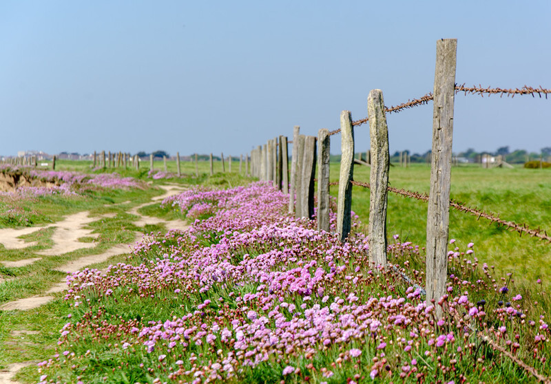 Clifftop Thrift / Sea Pinks - 9 - Lockdown 2020 Favourites