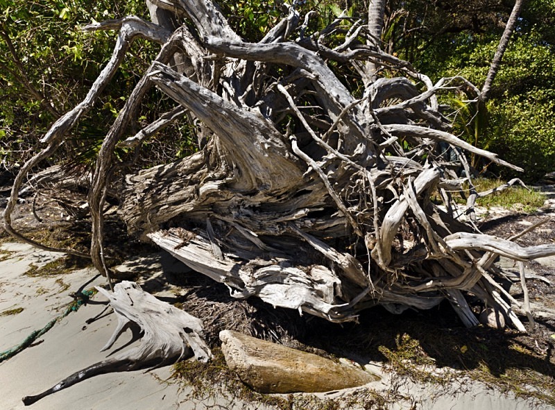 A driftwood mix of logs, trunks and roots form this 'artwork'